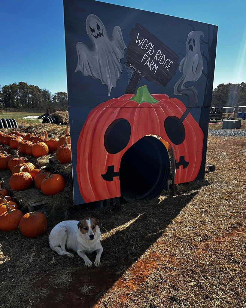 Pumpkin and Hay Tunnel