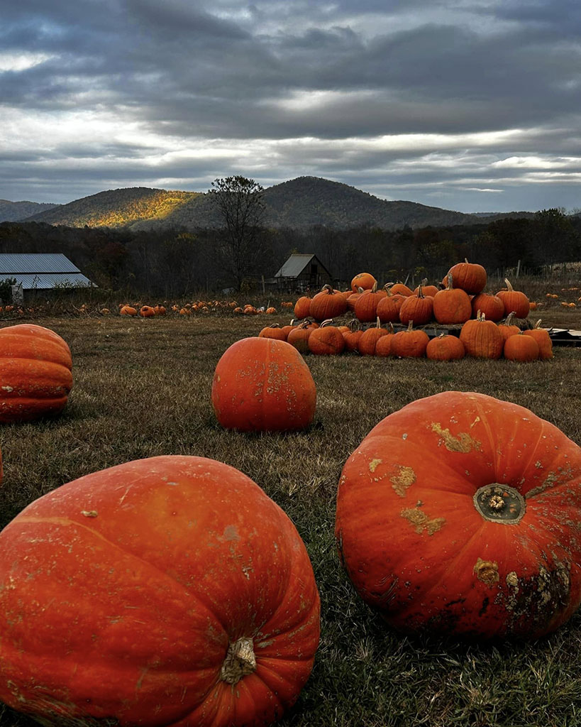 Pumpkin Patch