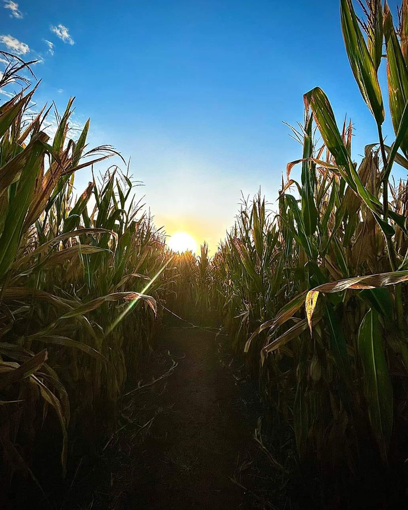 Corn Maze Entrance